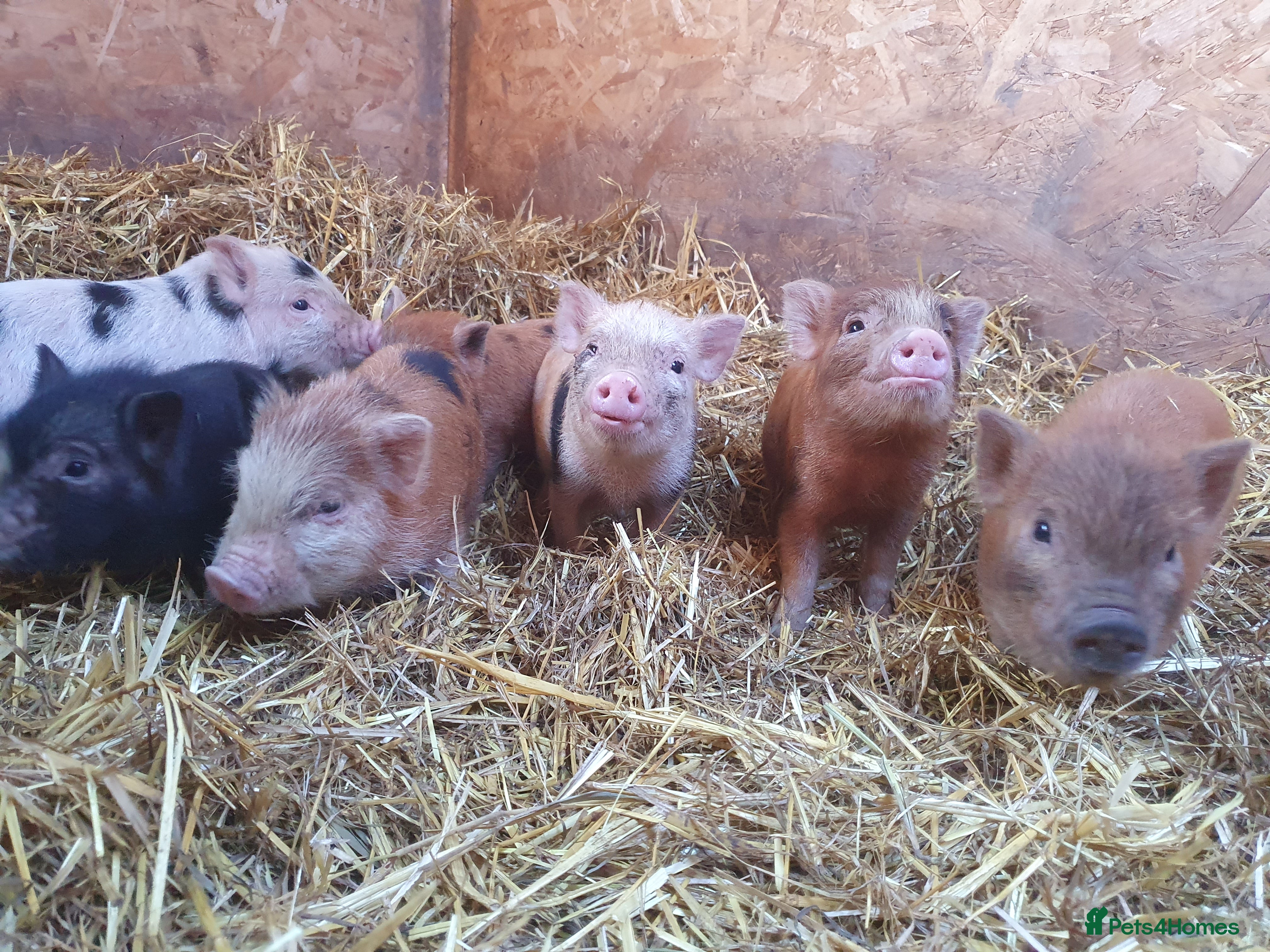 Pig livestock Mini juliana micro pigs  - Advert 5