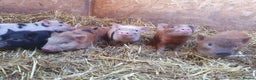 Pig livestock for sale: Mini juliana micro pigs  - Advert 1