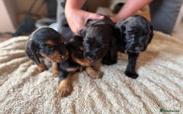 Cocker Spaniel dogs for sale: Working cocker spaniels  - Image 22