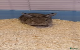 Netherland Dwarf rabbits for sale: girl rabbit  - Image 3
