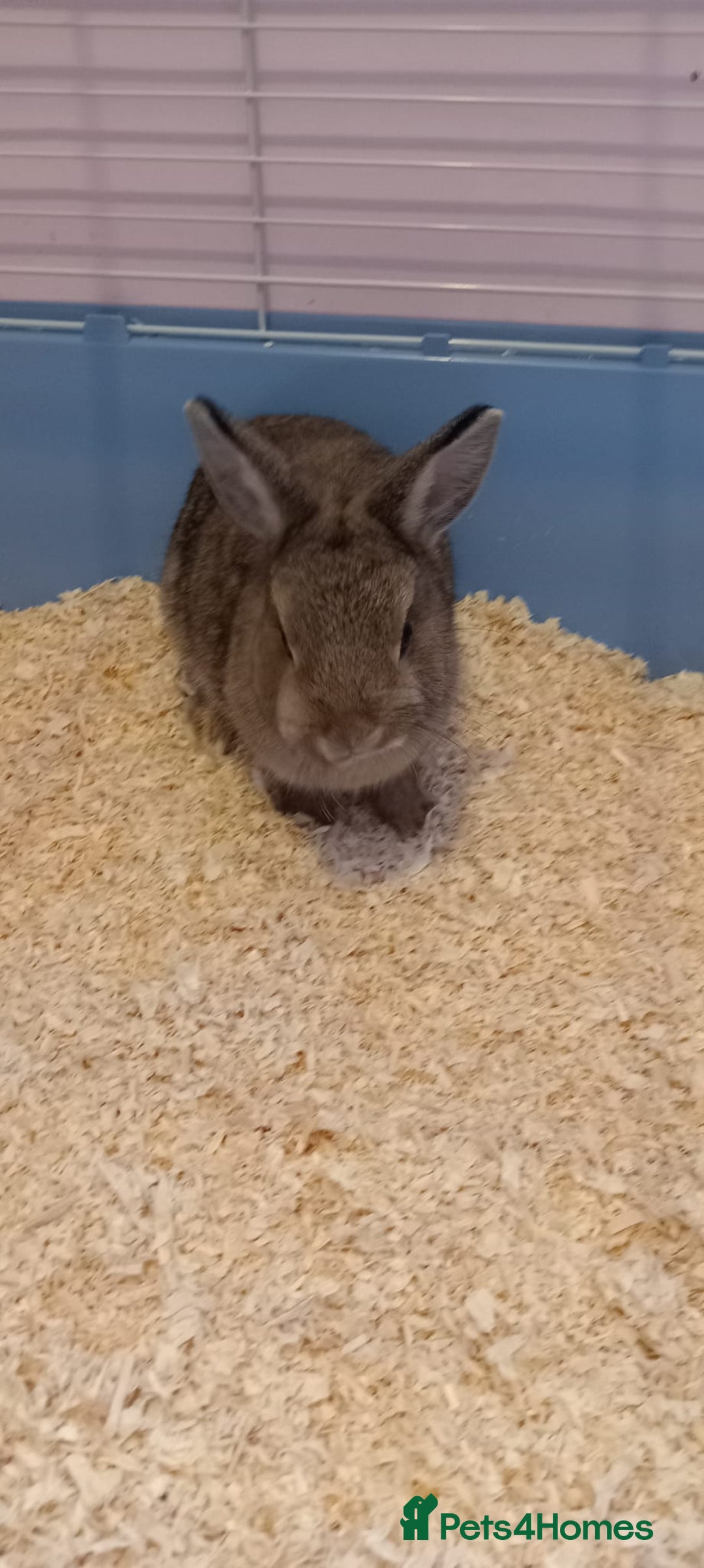 Netherland Dwarf rabbits for sale: girl rabbit  - Image 3