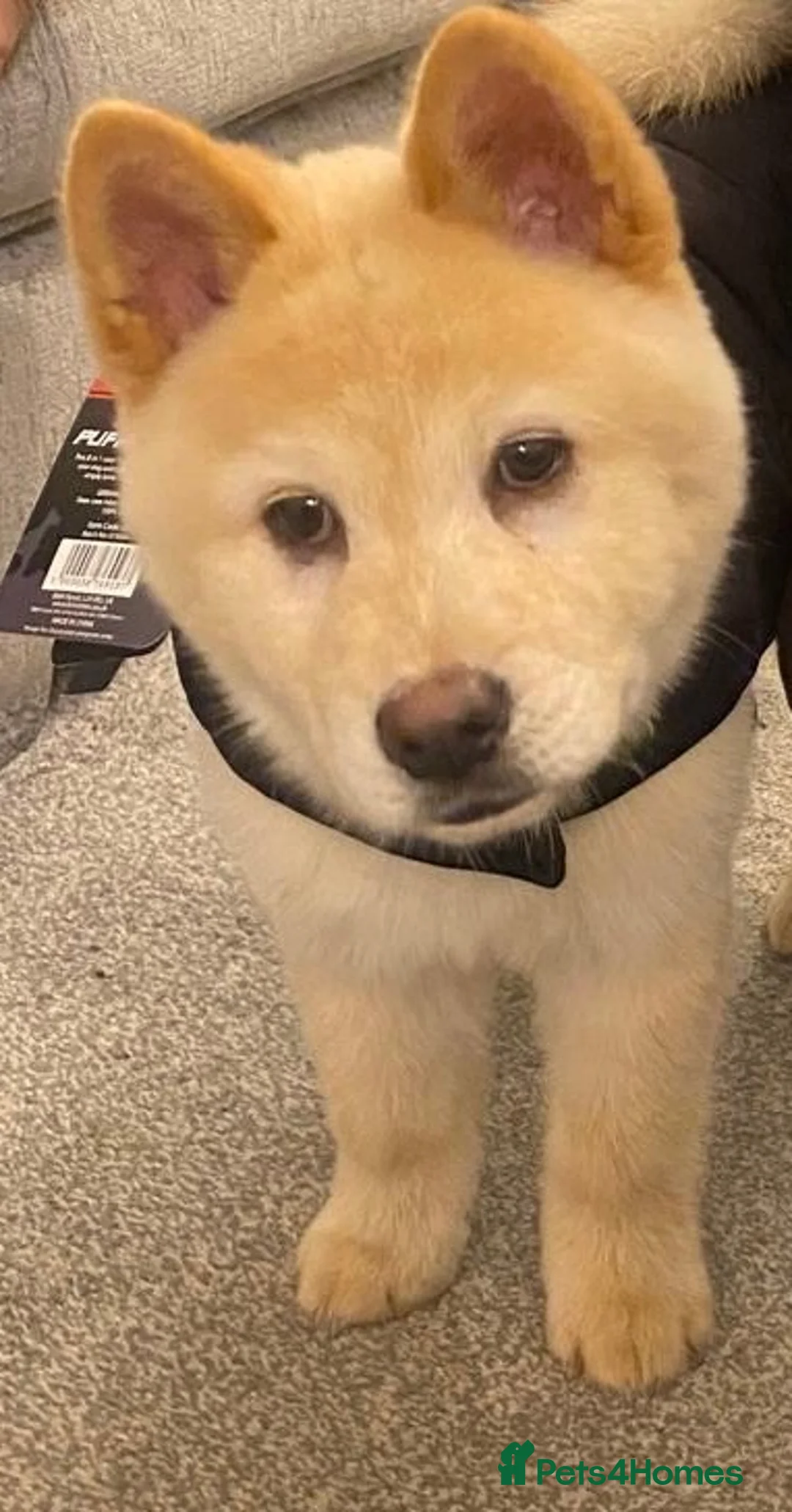 Mixed Breed dogs for sale: Zuko ready for a new home in Manchester - Advert 2