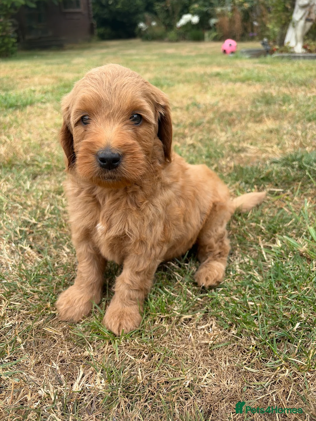 Mini Goldendoodle dogs for sale: F2 miniature goldendoodles - Advert 2