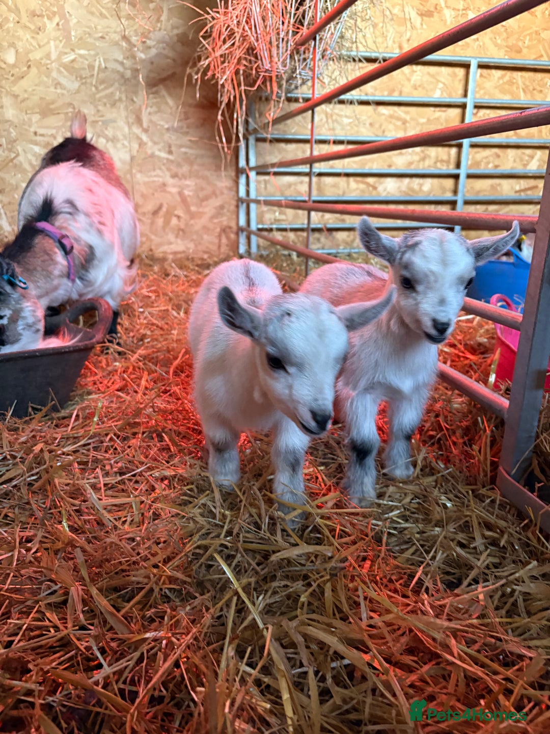 Goats livestock for sale: Beautiful Pygmy goat kids - stunning colours  - Advert 4