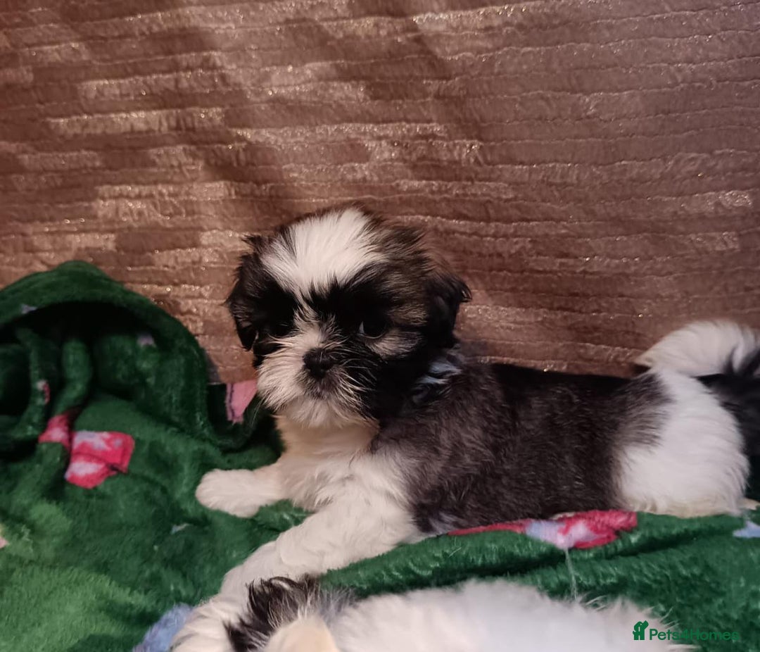 Shih Tzu dogs for sale: Shih Tzu puppy's - Advert 2