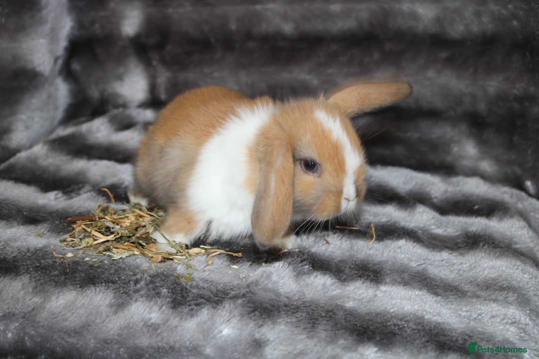 Mini Lop rabbits for sale: 3 Mini Plush x Mini Lop babies  - Image 12