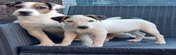 Parson Russell dogs for sale: Quality Parsons Russell Terrier Puppies - Advert 6