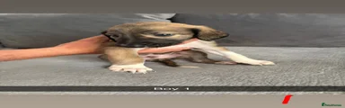 Saluki 1