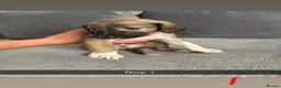 Saluki dogs for sale: Saluki - Advert 9