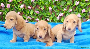 Miniature Dachshund dogs - Advert 2