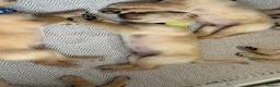 Labrador Retriever dogs for sale: Labrador puppy - Advert 2