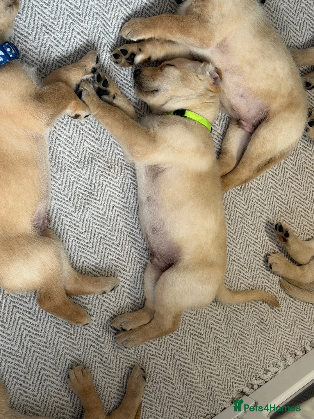 Labrador Retriever dogs for sale: Labrador puppy - Advert 2