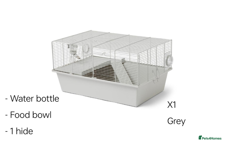 Hamster rodents - Advert 18