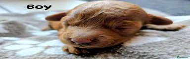 Toy Poodle 3