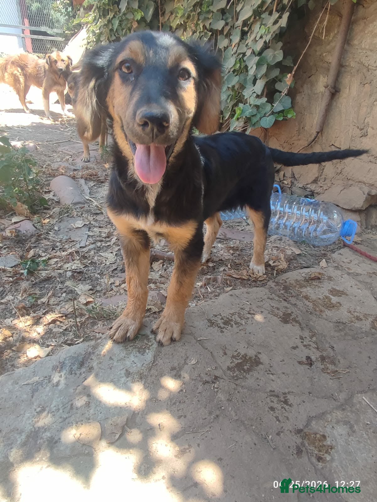 Mixed Breed dogs Mika 5 months small medium Macedonia rescue  - Advert 1