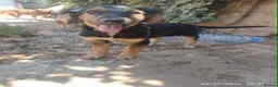 Mixed Breed dogs for adoption: Mika 5 months small medium Macedonia rescue  in Newmarket - Advert 1