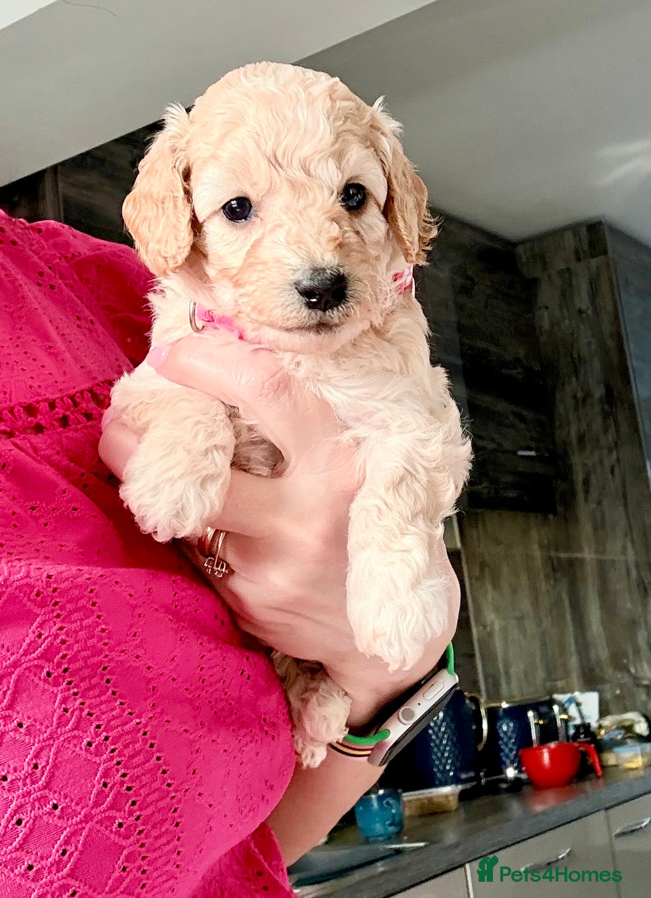 Cavapoo dogs Stunning F1b Cavapoo Puppies – 6 Girls & 2 Boys - Advert 1
