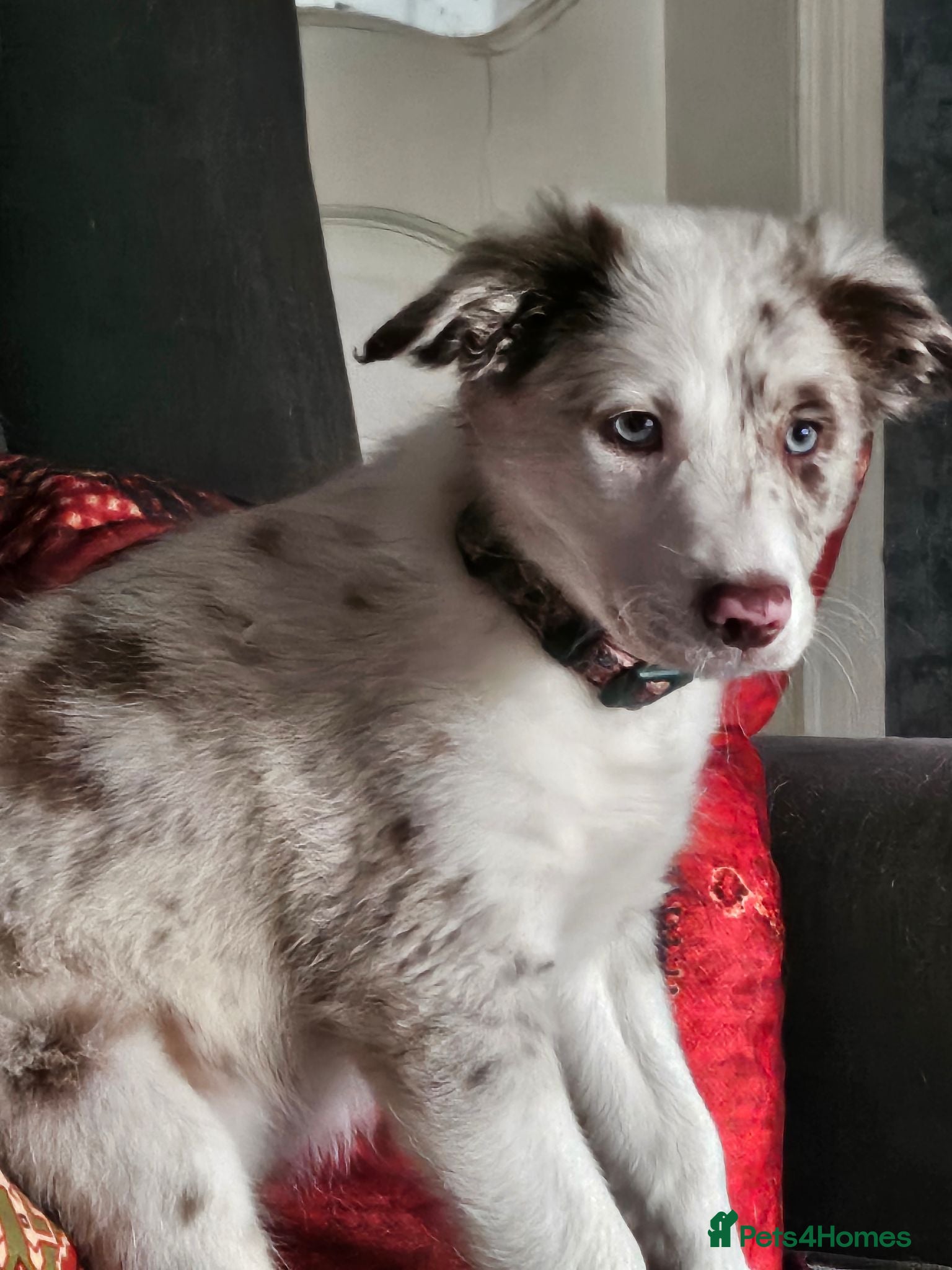 Border Collie dogs Blue eyed Red Merle - Advert 1