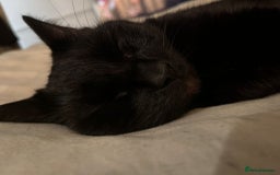 Domestic Shorthair cats for sale: Tod for adoption  - Image 4