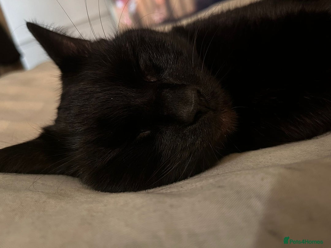 Domestic Shorthair cats for sale: Tod for adoption  - Image 4
