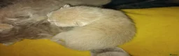 British Shorthair cats for sale: Stunning BSH/BLH Kittens for Sale  - Advert 30