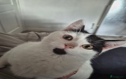 Selkirk Rex cats for sale: Tica reg  pedigree selkirk rex kittens ready now  - Advert 1