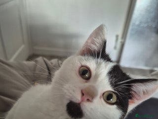 Selkirk Rex cats Tica registered pedigree selkirk rex kittens - Advert 2