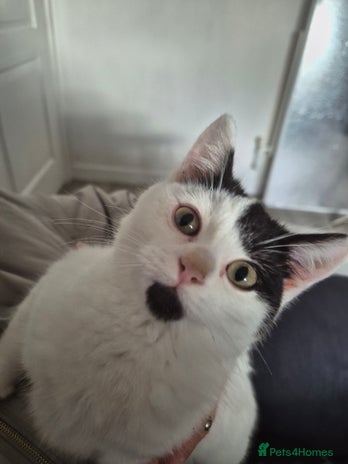 Selkirk Rex cats Tica reg pedigree selkirk rex kittens ready now - Advert 1