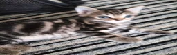 Mixed Breed cats for sale: 5 Beautiful Tabby Kittens - Advert 3