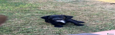 Cocker Spaniel 1