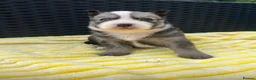 Pomsky dogs for sale: Pomsky puppys in Cardiff - Advert 19