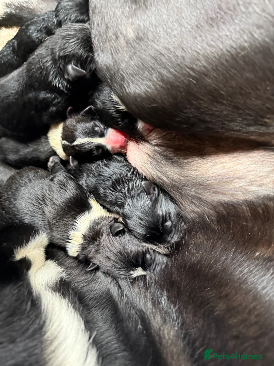 Mixed Breed dogs for sale: Border collie x staffie x German sheppard pups - Advert 11