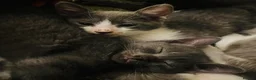 Domestic Shorthair cats for sale: Beautiful kittens  - Advert 2
