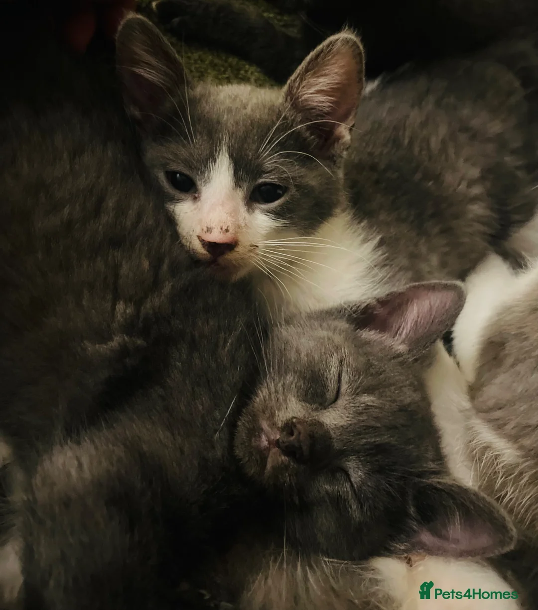 Domestic Shorthair cats for sale: Beautiful kittens  - Advert 2