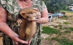 Ferret rodents for sale: 3 hobs kits from working stock for sale - Image 6