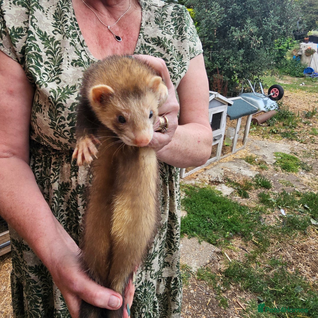 Ferret rodents for sale: 3 hobs kits from working stock for sale - Image 6