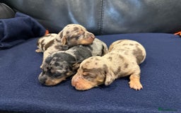 Miniature Dachshund dogs for sale: Miniature Dachshund puppies KC Reg Health tested - Image 5