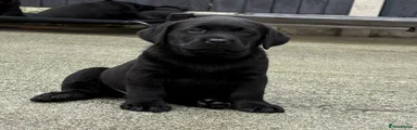 Labrador Retriever 3