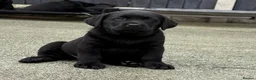 Labrador Retriever dogs for sale: Labrador puppies - Advert 2