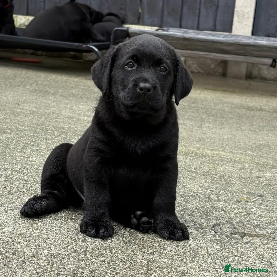 Labrador Retriever dogs for sale: Labrador puppies - Advert 2