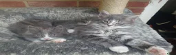 Mixed Breed cats for sale: Very fluffy grey mixbread ready to go🐈‍⬛🐈‍⬛£190 in Hounslow - Advert 8
