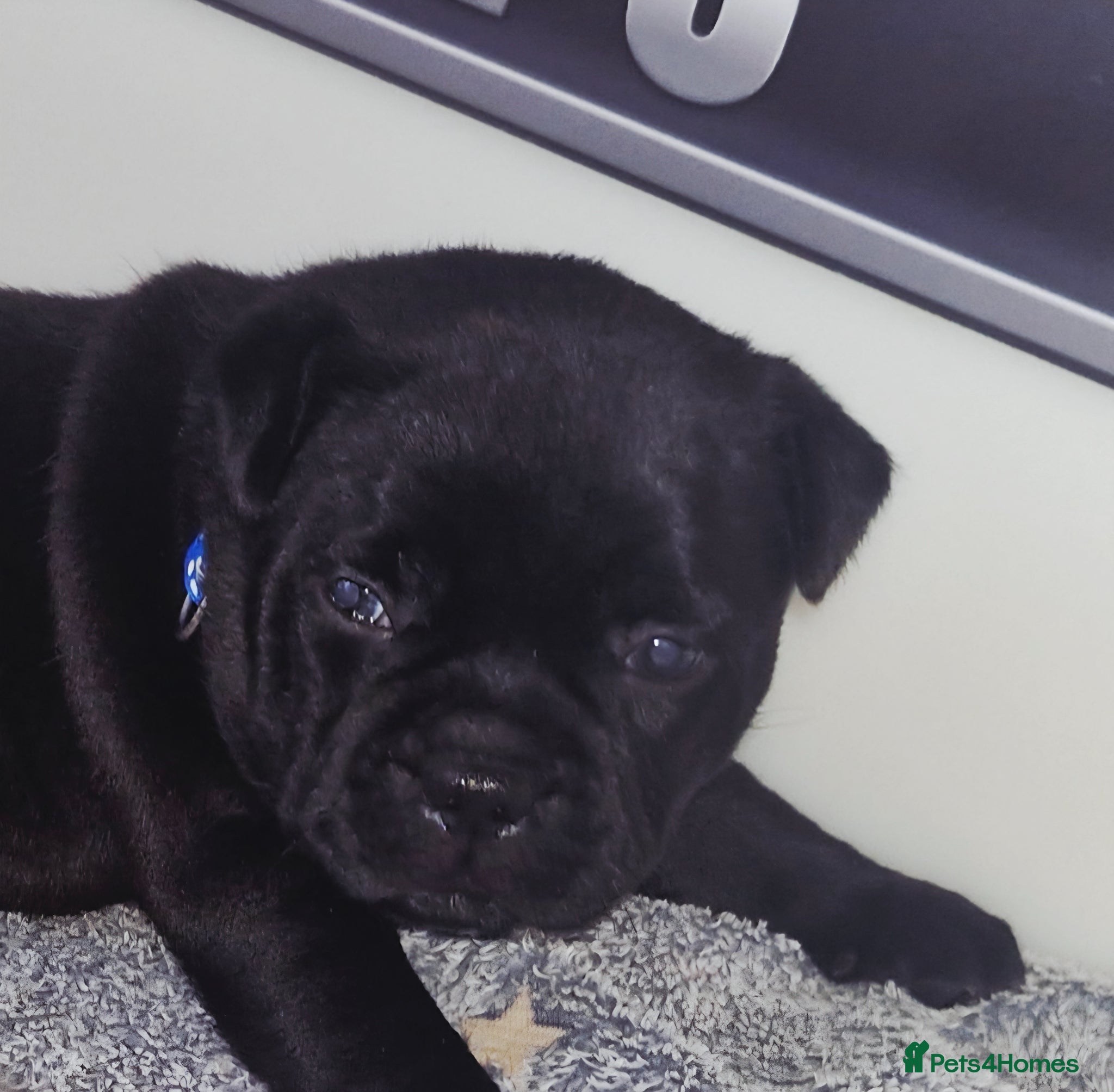 Staffordshire Bull Terrier dogs Kassius Staffordshire bull terrier pups for sale  - Advert 1