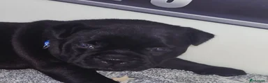 Staffordshire Bull Terrier Puppy 1
