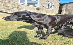Labrador Retriever dogs for sale: KC register Dog puppy  - Image 3