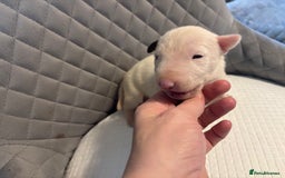 English Bull Terrier dogs for sale: Champion Bloodline English Bull Terrier Puppies  - Image 14