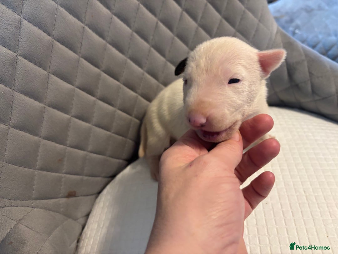 English Bull Terrier dogs for sale: Champion Bloodline English Bull Terrier Puppies  - Image 14