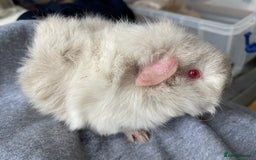 Guinea Pig rodents for sale: Baby Guinea Pigs for sale  - Image 19