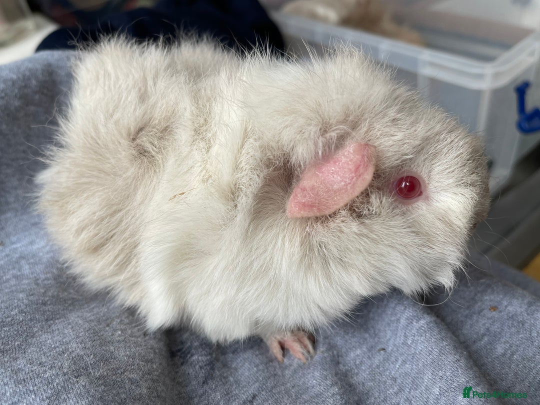 Guinea Pig rodents for sale: Baby Guinea Pigs for sale  - Image 19