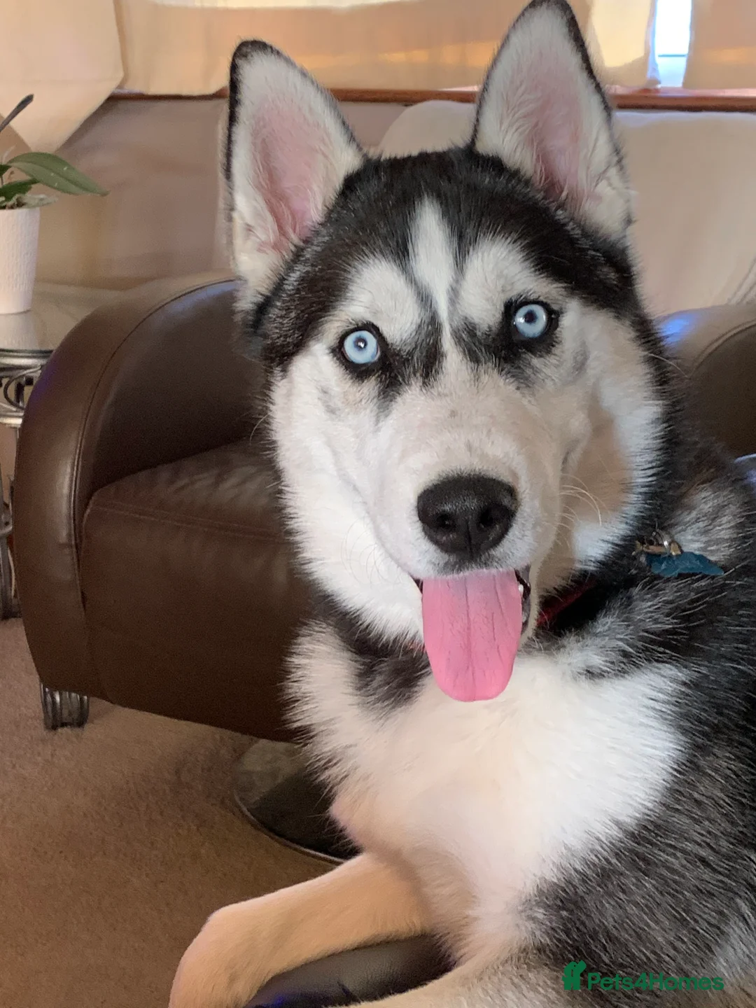 Siberian Husky dogs for stud: 🐺Lucky🐺 in Birmingham - Advert 9