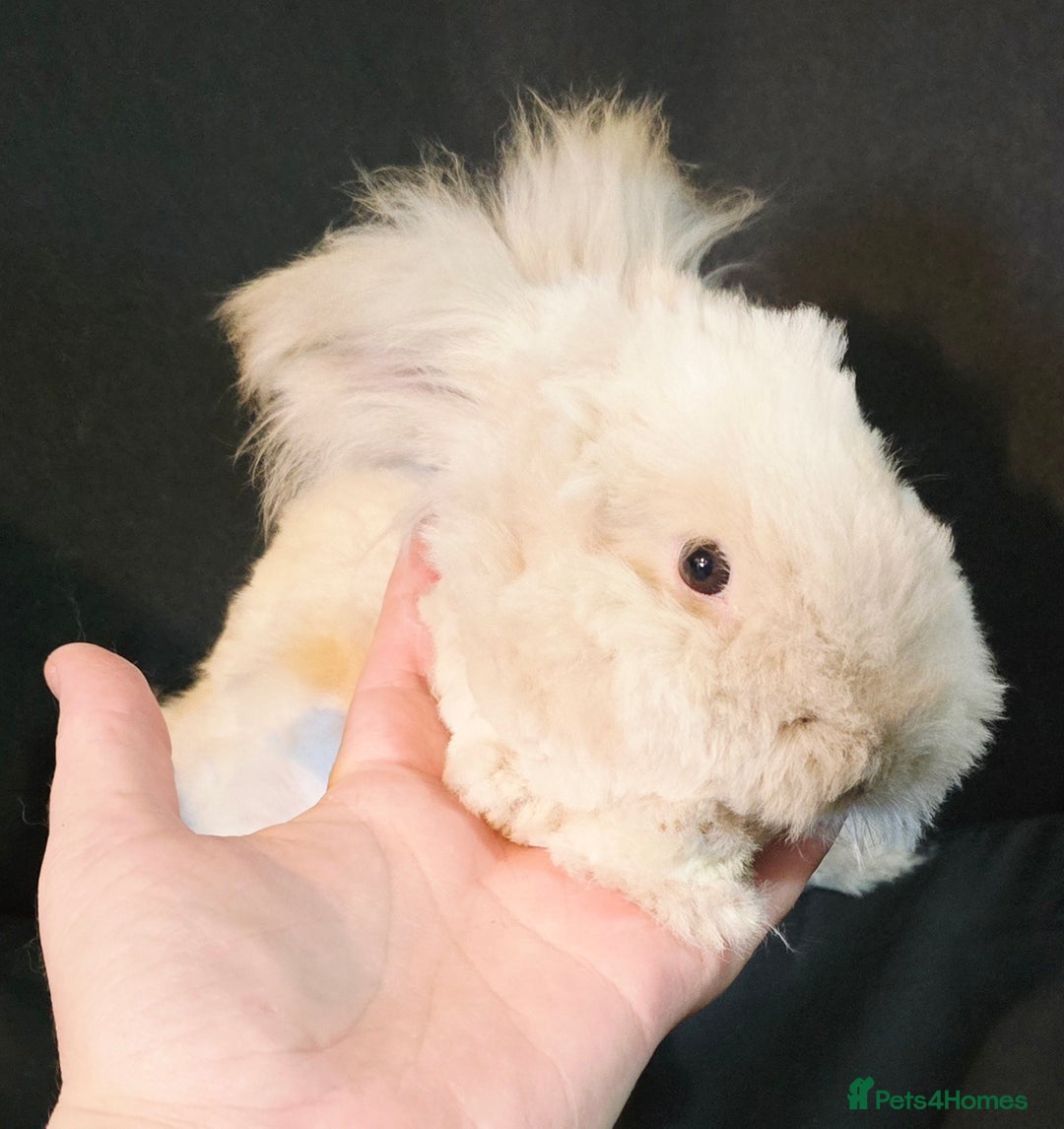 Angora rabbits for sale: Poor little man... - Image 16